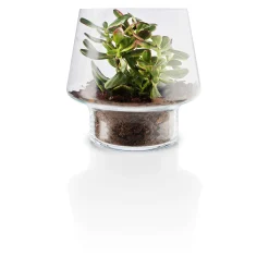 Glasvas för suckulenter - Ø 21 cm