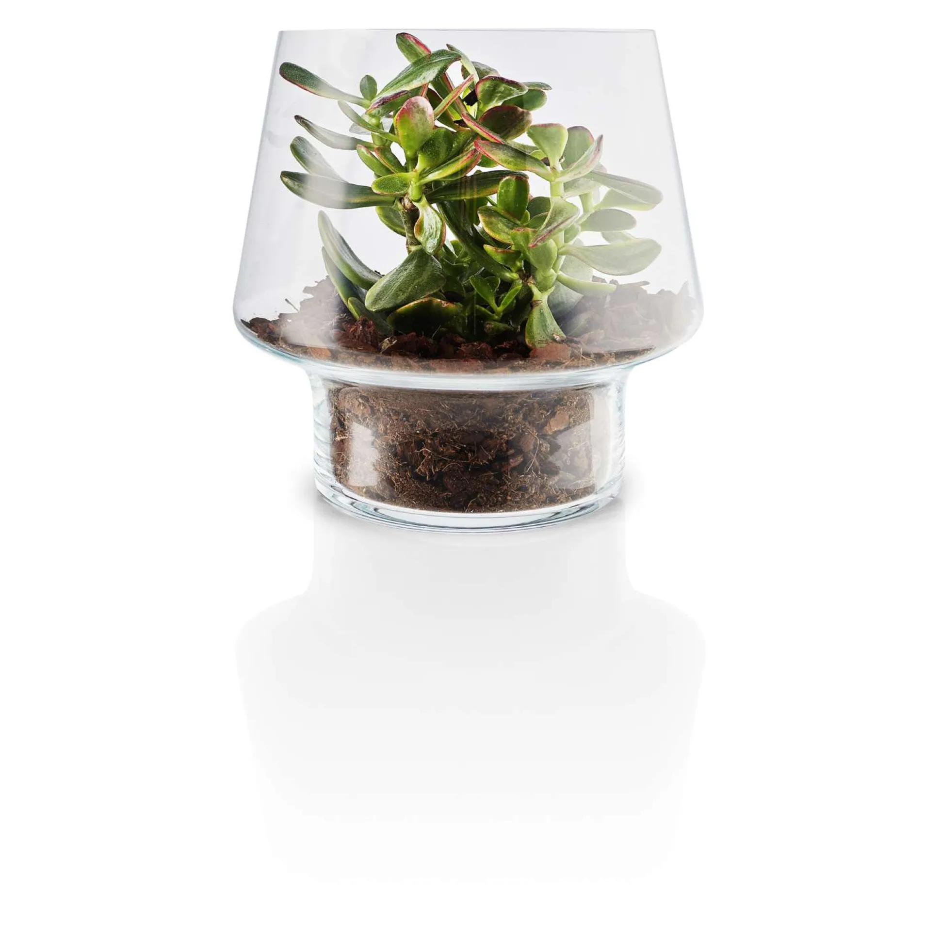 Glasvas för suckulenter - Ø 21 cm