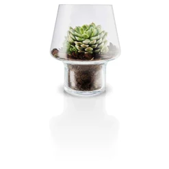 Glasvas för suckulenter - Ø 15 cm