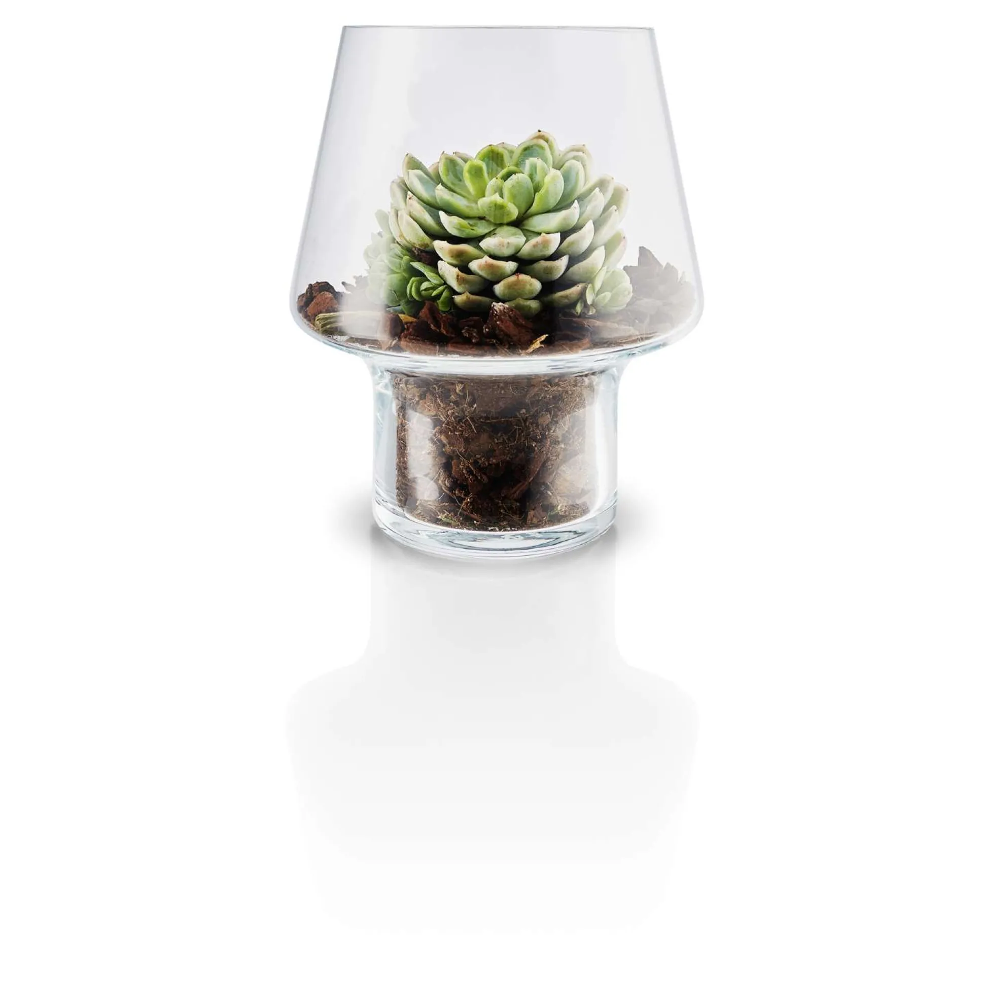 Glasvas för suckulenter - Ø 15 cm