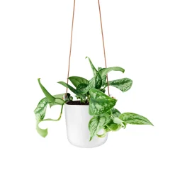 Kruka - Självvattnande - Ø 15 cm