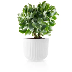 Krukor - Legio Nova - Ø15.5 cm