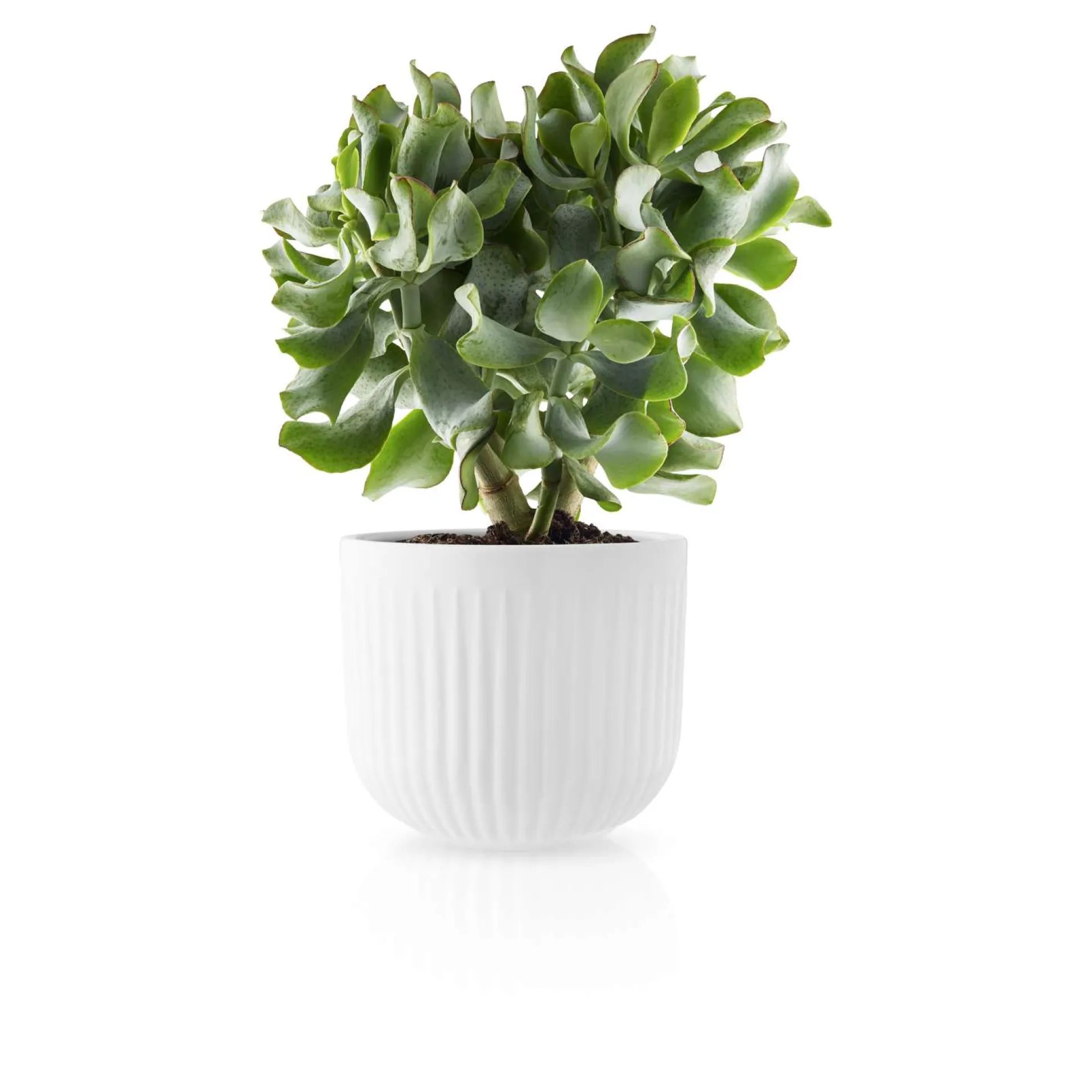 Krukor - Legio Nova - Ø15.5 cm