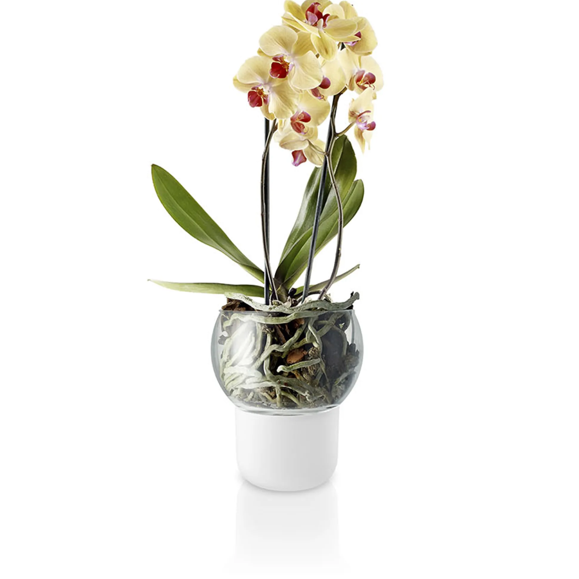 Orkidékruka - Ø15 cm. - självvattnande